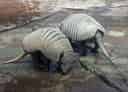 ムツオビアルマジロの写真 7